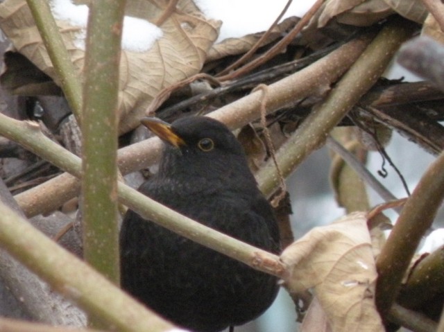 dalla finestra di casa...